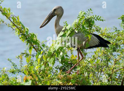 Cigogne asiatique à bec ouvert - Anastomus oscitans Grand oiseau volant à Ciconiidae, sous-continent indien et Asie du Sud-est, grisâtre ou blanc avec ailes noires a Banque D'Images