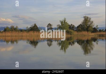 Scène de soirée au lac Pfaeffikon. Arbres reflétant dans l'eau. Paysage à Zurich Canton, Suisse, Europe Banque D'Images