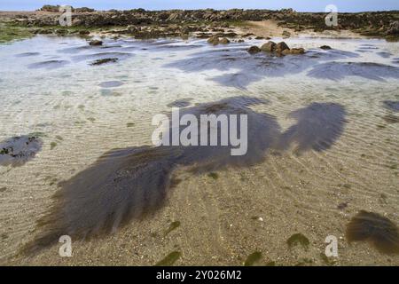 Algues japonaises à baies (Sargassum muticum) Banque D'Images