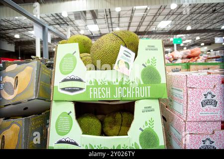 Los Angeles, Californie, États-Unis - 05-20-05 2022 : une vue de plusieurs unités de jackfruit, en exposition dans une épicerie locale à grande boîte. Banque D'Images