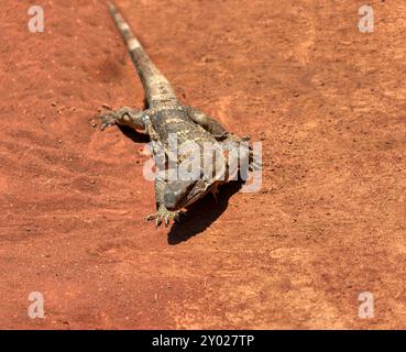 Lézard moniteur Legavaan Rock, Varanus albigularis, Varanidae, leguaan ou likkewaan, se réchauffant dans l'élimination de la peau du soleil, en afrique australe Banque D'Images