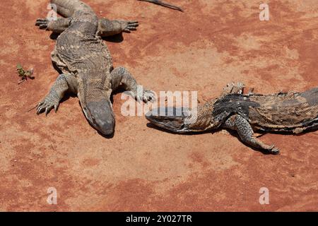 Lézard moniteur Legavaan Rock, Varanus albigularis, Varanidae, leguaan ou likkewaan, se réchauffant dans l'élimination de la peau du soleil, en afrique australe Banque D'Images