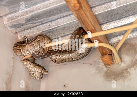 serpent python rocheux africain, caché dans la maison dans le plafond Banque D'Images