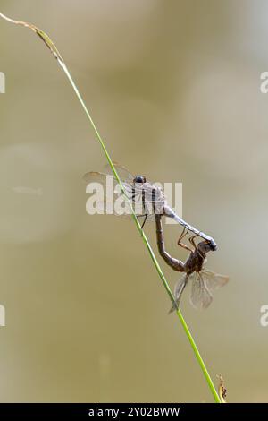Libellules écrémer à quilles, Orthetrum coerulescens, perchées sur l'herbe, Isère, France. Deux libellules s'accouplent sur une tige d'herbe près de l'eau. Banque D'Images