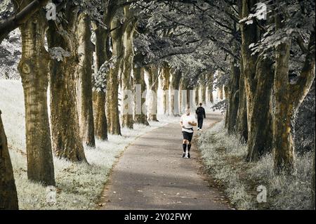 Coureur et marcheur le long de l'avenue des arbres Banque D'Images