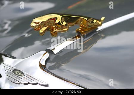 Photo détaillée d'une mascotte de capot de chat en plaqué or, d'une calandre chromée et d'une garniture de capot montée sur une berline sportive Jaguar MkVIII 1958. Banque D'Images