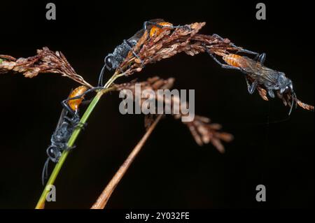 Gros plan sur les guêpes à queue de Rudy reposant sur les tiges de Cyperus iria. Banque D'Images