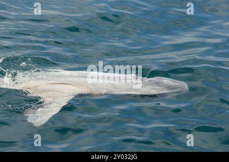 Une vue d'un poisson-soleil de l'océan bronzant sur la surface de l'océan, vu sur la côte de la Californie du Sud. Banque D'Images