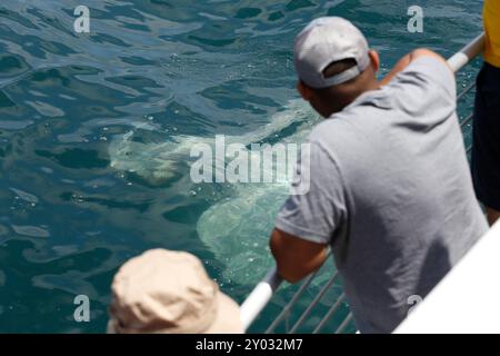 Une vue de quelques observateurs de baleines regardant un poisson-soleil de l'océan bronzer sur la surface de l'océan, vu sur la côte de la Californie du Sud. Banque D'Images