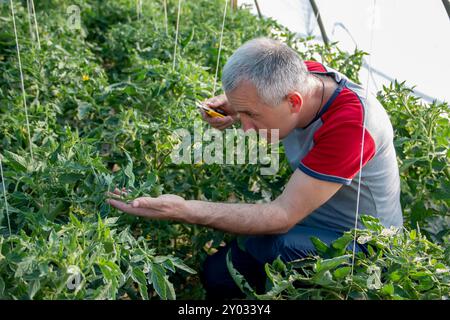 Homme senior travaillant dans un potager Banque D'Images