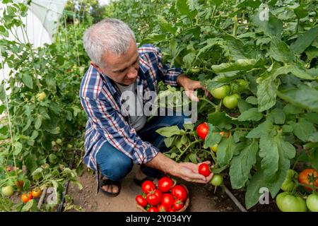 Agriculteur mature cueillant des tomates biologiques de son jardin Banque D'Images