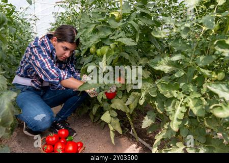 Adolescent mignon fermier de fille cueillant et dégustant des tomates biologiques de son jardin. Concept de nourriture saine des gens Banque D'Images