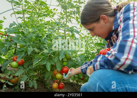 Adolescente agricultrice cueillant des tomates biologiques de son jardin. Concept de nourriture saine des gens Banque D'Images