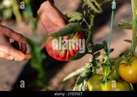 Femme mature cueillant des tomates biologiques de son jardin Banque D'Images