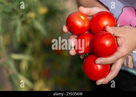 Femme mature cueillant des tomates biologiques de son jardin Banque D'Images