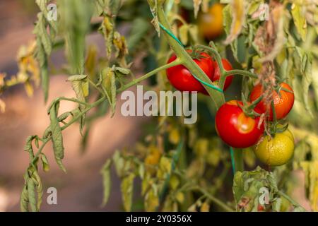 Maladie de la plante de tomate. Trouble physiologique de la tomate par carence calcique. Banque D'Images