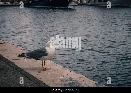 Une grande mouette fronce les sourcils au bord du quai dans le port de Rijeka Banque D'Images