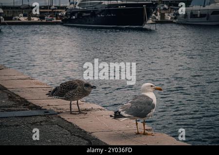 Deux mouettes se dressent sur le bord de la jetée dans le port de Rijeka Banque D'Images