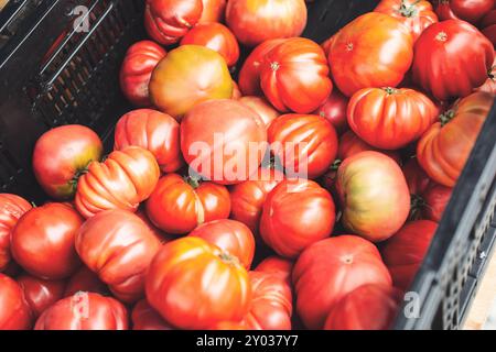 Une vue d'une caisse pleine de tomates anciennes, exposée sur un marché fermier local. Banque D'Images