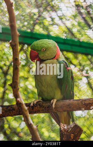 Agapornis fischeri assis sur une branche au parc Papago Banque D'Images