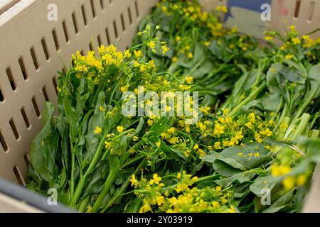 Une vue d'une caisse pleine de Yu choy, exposée sur un marché fermier local. Banque D'Images