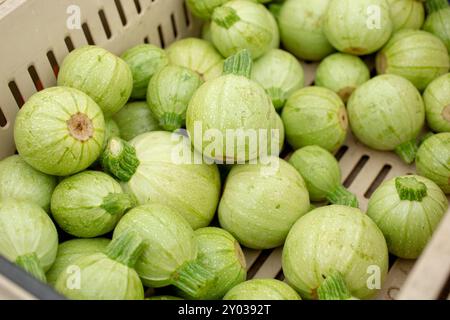 Une vue d'une caisse pleine de squash de boule de queue, exposée dans un marché agricole local. Banque D'Images