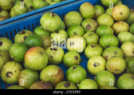 Une vue d'une caisse pleine de goyaves vertes, exposée au marché agricole local. Banque D'Images