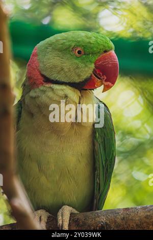 Agapornis fischeri assis sur une branche au parc Papago Banque D'Images