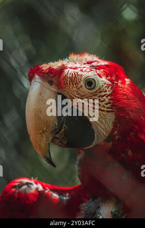 Portrait de perroquet d'aras rouge au parc Papago Banque D'Images