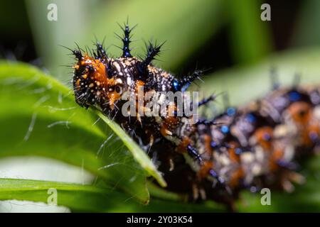 Gros plan d'une chenille Buckeye commune (Junonia coenia). Raleigh, Caroline du Nord. Banque D'Images