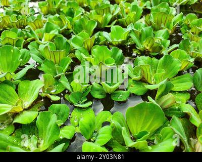 Plante de jacinthe d'eau commune (Eichhornia crassipes) flottant dans l'eau. C'est une plante aquatique flottante qui prospère dans la Freshwa immobile ou lente Banque D'Images