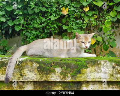 Un adorable chat est assis sur un mur extérieur à la lumière du soleil du matin, avec de belles plantes vertes à feuilles en arrière-plan. Banque D'Images