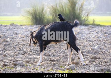 Une chèvre noire du bengale paissait dans un champ de village au Bangladesh. Un drongo noir (Dicrurus macrocercus) est assis sur cette chèvre et à la recherche de pr Banque D'Images