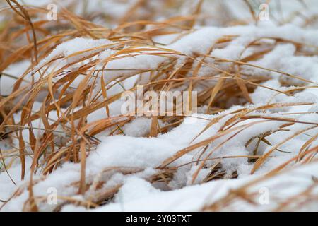 la première neige moelleuse couvrait l'herbe jaunie au début de l'hiver Banque D'Images