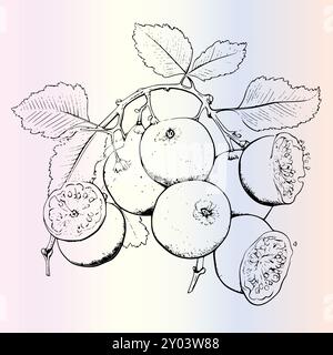 Fruit Ximenia Coloriage page pour les enfants Illustration de Vecteur