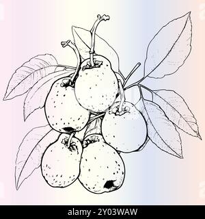 Fruit Ximenia Coloriage page pour les enfants Illustration de Vecteur