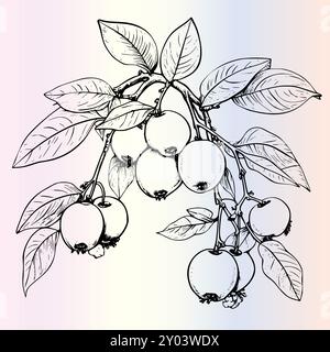 Fruit Ximenia Coloriage page pour les enfants Illustration de Vecteur