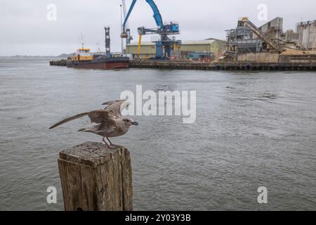 un jeune goéland hareng se perche sur un poteau dans un port. Il a ses ailes déployées prêtes à décoller. En arrière-plan un quai occupé, une grue et un navire Banque D'Images