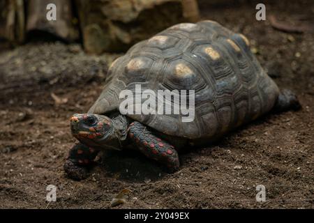 Tortue pied rouge - Chelonoidis carbonarius, grande et belle tortue populaire des savanes d'Amérique latine et des bords de forêts, Brésil. Banque D'Images