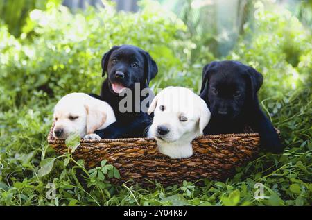 Mignons petits chiens noir et blanc dans le panier sur l'herbe verte en été ensoleillé Banque D'Images