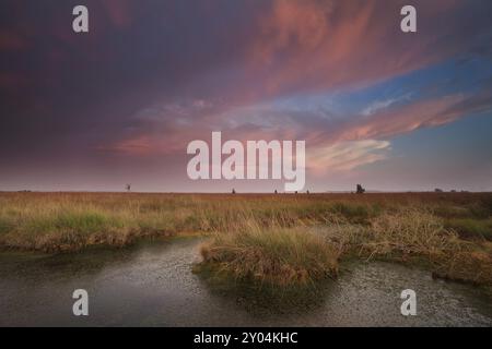 Spectaculaire coucher de soleil rose sur marais, Drenthe, pays-Bas Banque D'Images