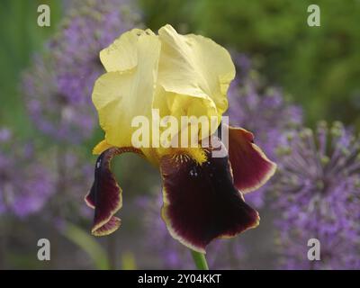 La variété d'iris barbu 'Mary Todd' Banque D'Images