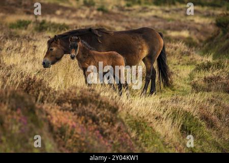 Exmoor poneys sauvages, vu sur Porlock Hill dans le Somerset, England, UK Banque D'Images