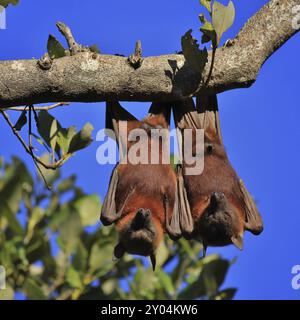 Animaux sauvages vivant en Australie. Symbole Halloween. Chauves-souris aux fruits, également appelées renards volants Banque D'Images