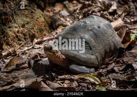 Tortue pied rouge - Chelonoidis carbonarius, grande et belle tortue populaire des savanes d'Amérique latine et des bords de forêts, Brésil. Banque D'Images