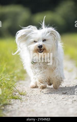 Un petit chien blanc court le long d'un chemin de gravier vers le photographe Banque D'Images