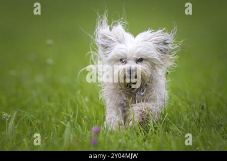 Petit chien blanc court à travers une prairie verte vers le photographe Banque D'Images