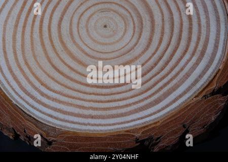 Cette photo en gros plan montre une souche d'arbre avec un motif circulaire unique gravé dans la surface. Banque D'Images