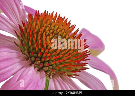 Coneflower (Echinacea) sur fond blanc Banque D'Images