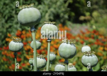 Gousses de graines du pionvallmo de pavot à Opium géant (Papaver somniferum) Banque D'Images